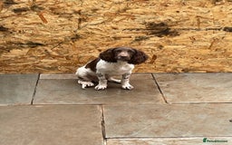 English Springer Spaniel dogs for sale: English springer spaniel  - Image 1