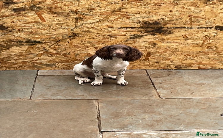 English Springer Spaniel dogs - Advert 9
