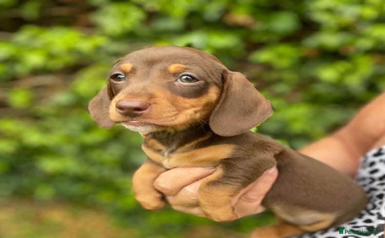 Miniature Dachshund dogs - Advert 9