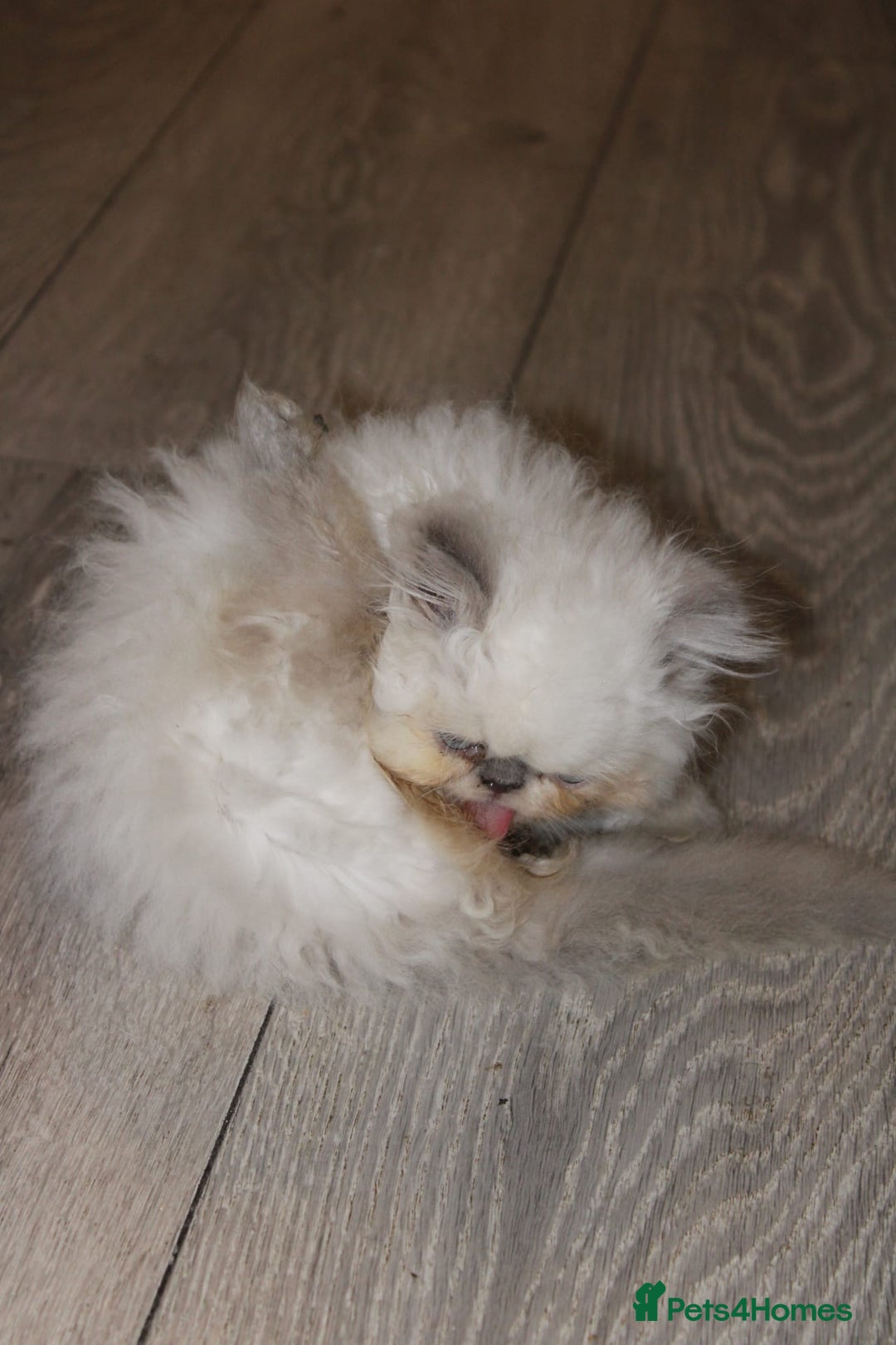 Persian cats for sale: Beautiful Female Kittens Ready for Loving Homes - Advert 35