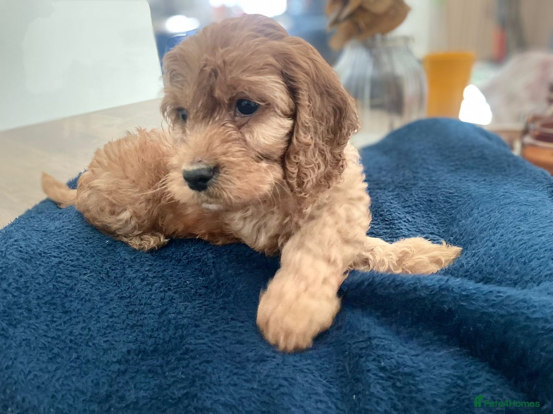 Cockapoo dogs for sale: ❤️NOW REDUCED❤️…X1 BOY (health tested) - Advert 4