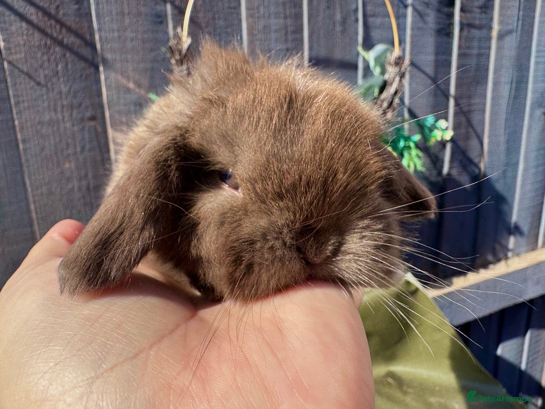 Mini Lop rabbits for sale: STUNNING baby mini lops - Image 20