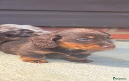 Miniature Dachshund dogs for sale: Long haired miniature Dashshund puppies  - Image 13