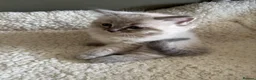 Ragdoll cats for sale: 3 Ragdoll kittens - Advert 8