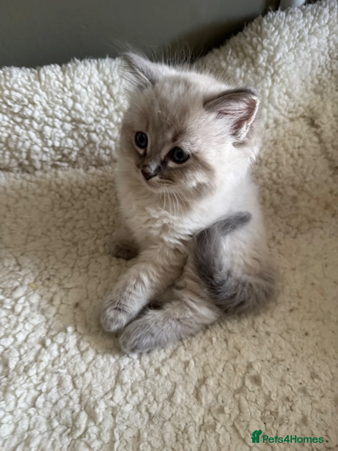 Ragdoll cats for sale: 3 Ragdoll kittens - Advert 8
