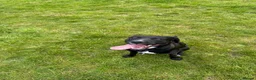 Mixed Breed dogs for sale: 9 month mLAB x Lurcher Pup. House trained, cat fri - Advert 2