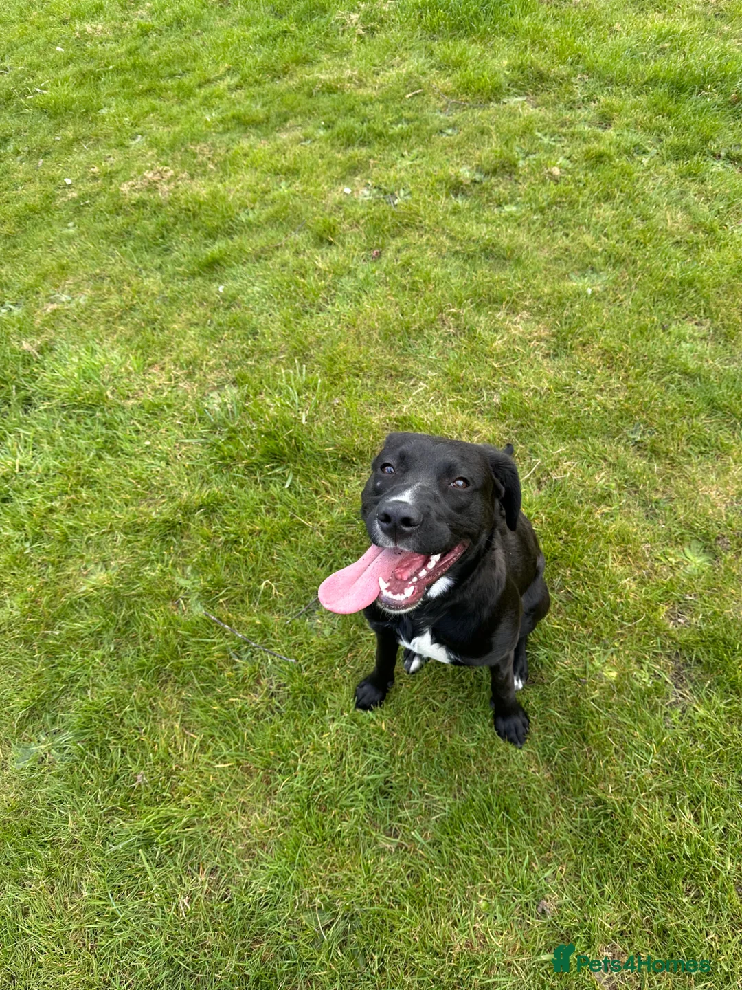 Mixed Breed dogs for sale: 9 month mLAB x Lurcher Pup. House trained, cat fri - Advert 2