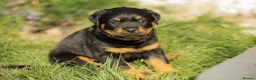Rottweiler dogs for sale: Stunning Chunky Rotweillers from fantastic parents - Advert 12