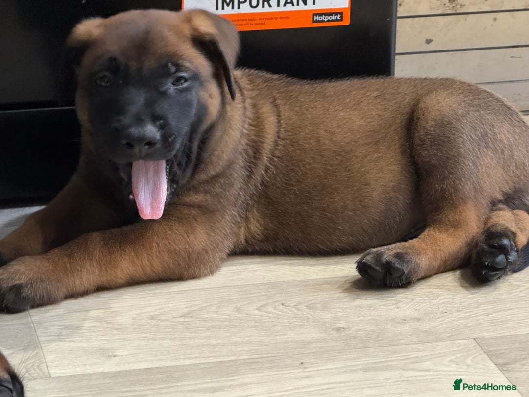 Belgian Shepherd Dog dogs for sale: Belgian Malinois puppies KC registered in Hartlepool - Image 27
