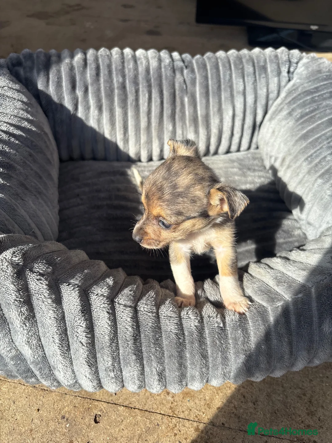 Jack Russell dogs for sale: 🐾 Beautiful Jack Russell Merle Puppy 🐾 - Advert 2
