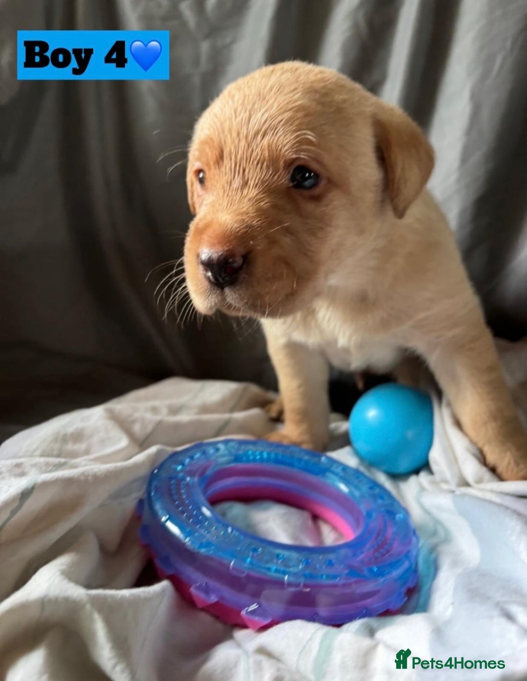 Labrador Retriever dogs for sale: 🐶 8 Gorgeous KC Labrador Puppy’s 🐶 - Image 19