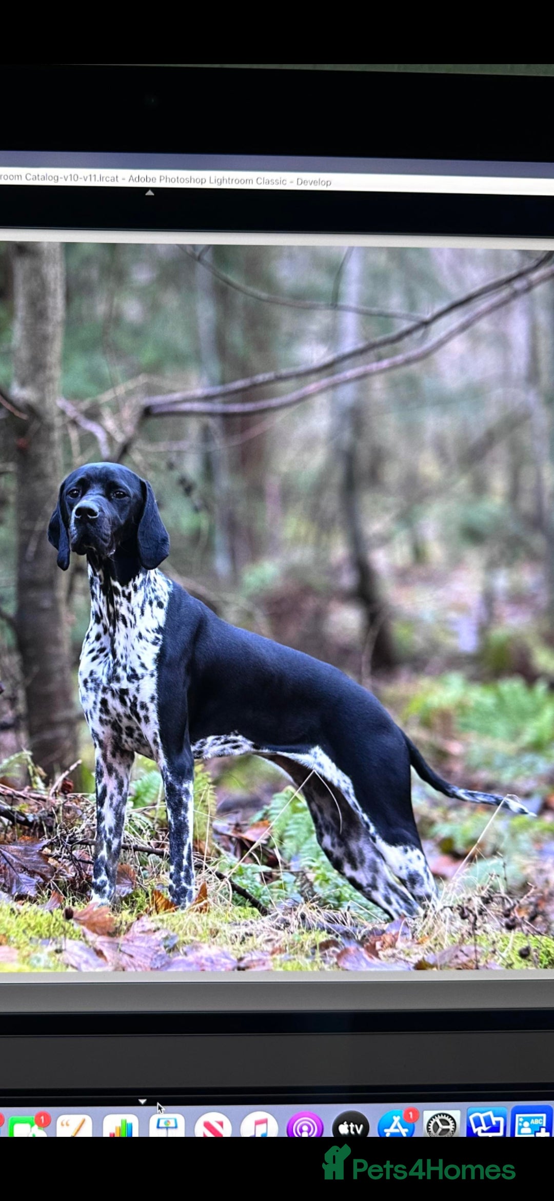 Pointer dogs English Pointer Puppies in Peebles - Advert 1