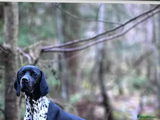 Pointer dogs English Pointer Puppies in Peebles - Advert 2