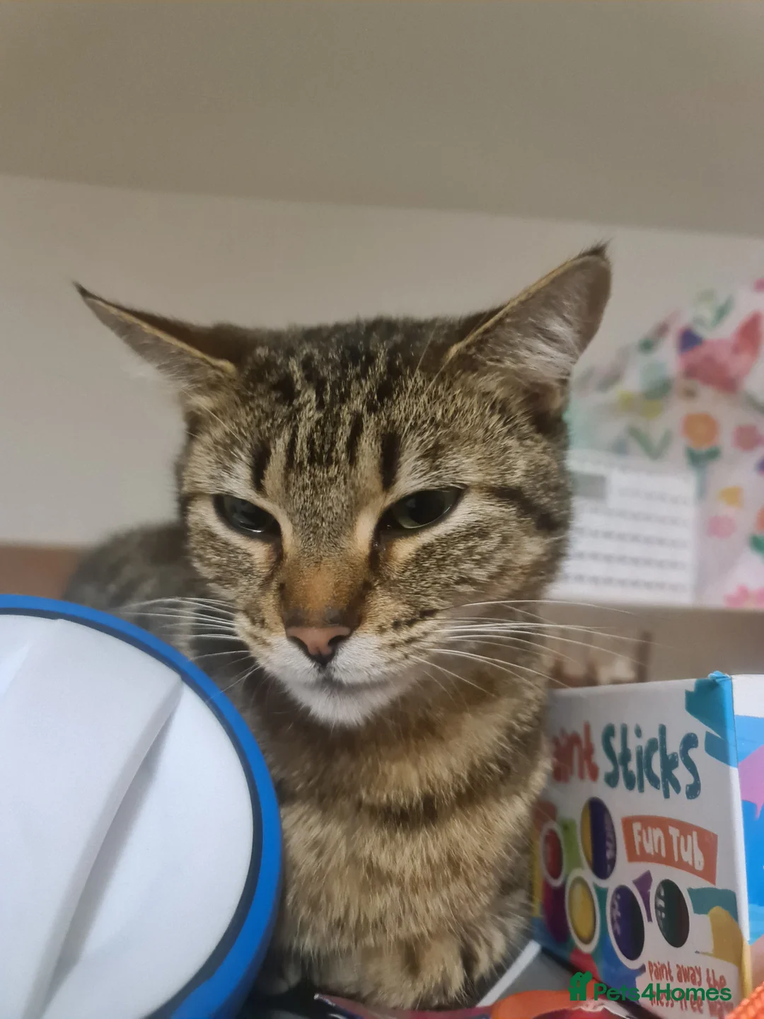 Mixed Breed cats for sale: Female Tabby cat  - Advert 2