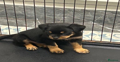 Rottweiler dogs - Advert 6