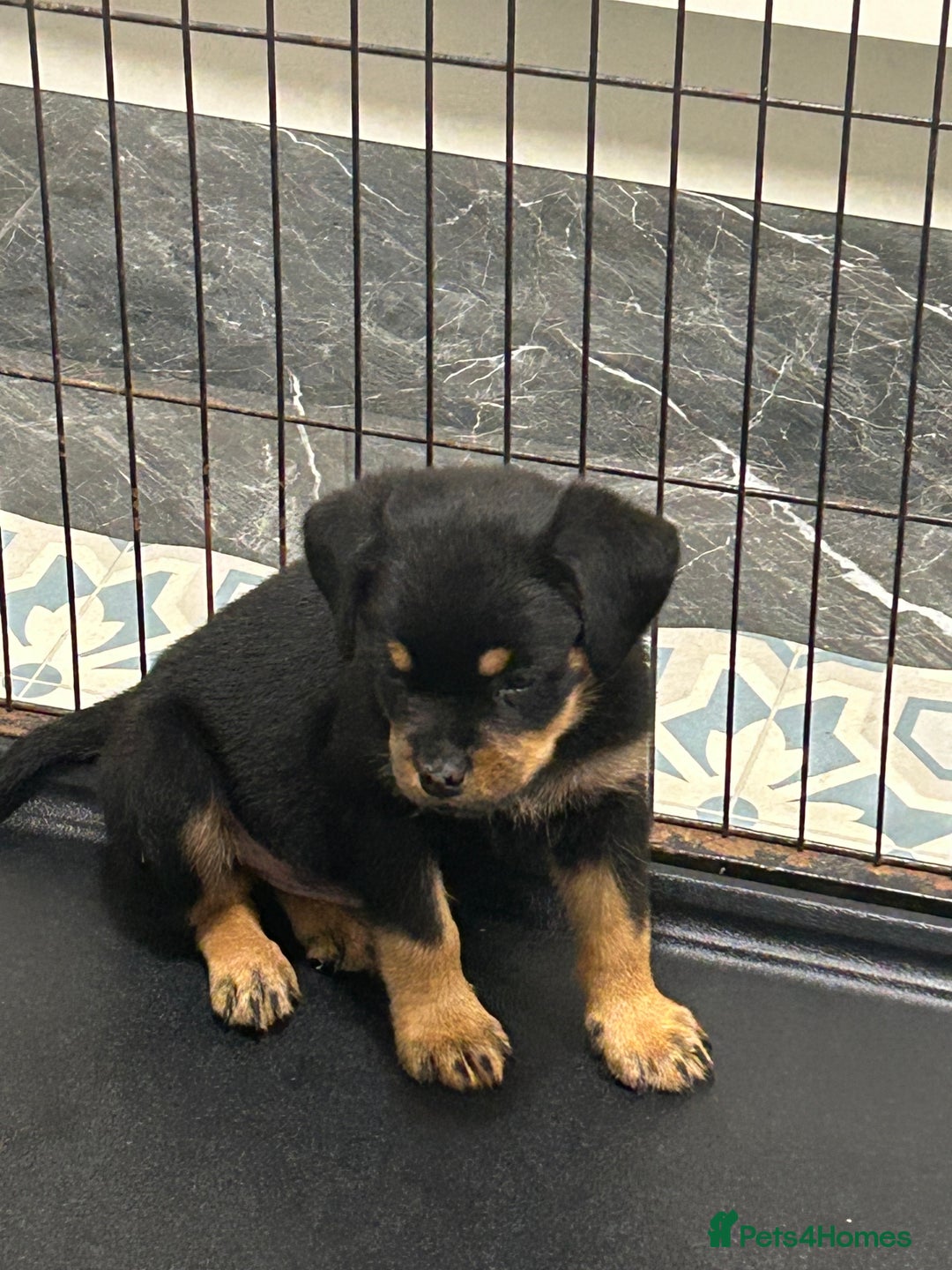 Rottweiler dogs for sale: Kc Registered Rottwiler Puppies  - Image 2