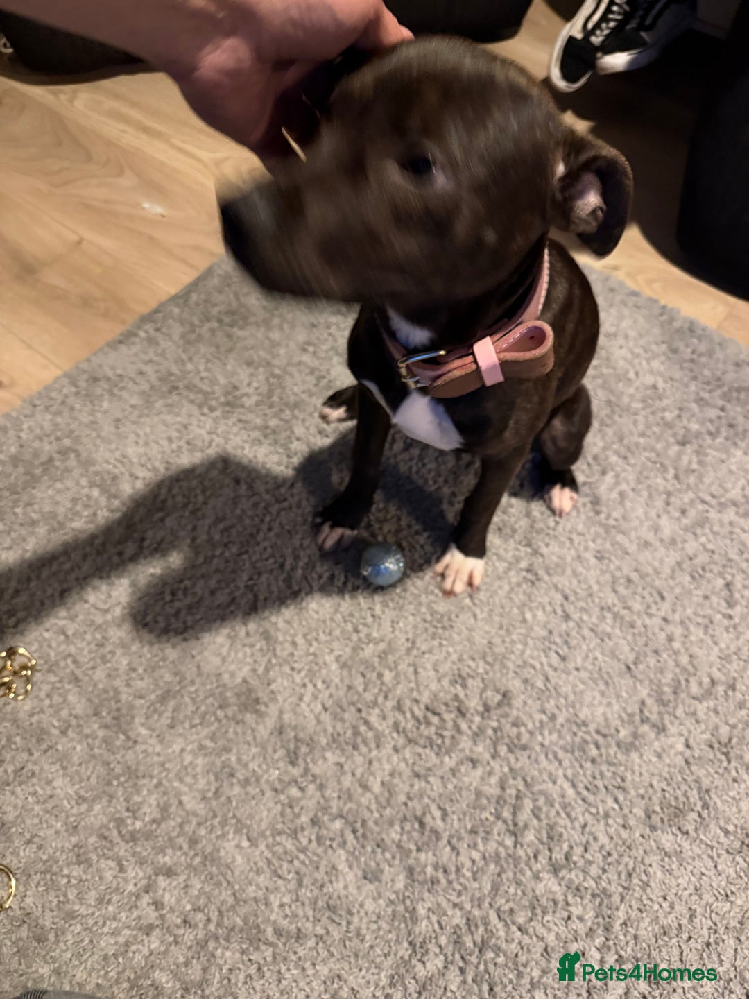 Staffordshire Bull Terrier dogs for sale: Little lady Nova - Advert 2