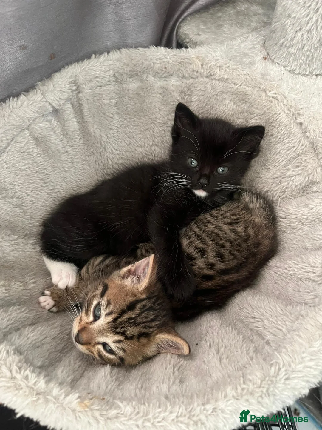 Mixed Breed cats for sale: Gorgeous kittens  in Leeds - Advert 1