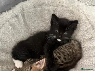 Mixed Breed cats Gorgeous kittens in Leeds - Advert 1