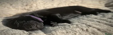 Labrador Retriever Puppy 4