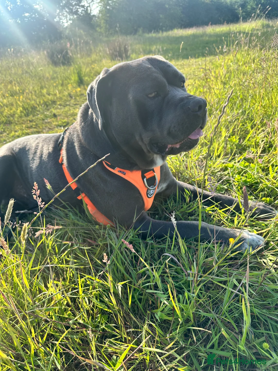 Cane Corso dogs for stud: Available for stud blue cane corso in Harrogate - Advert 1