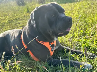 Cane Corso dogs Available for stud blue cane corso - Advert 9