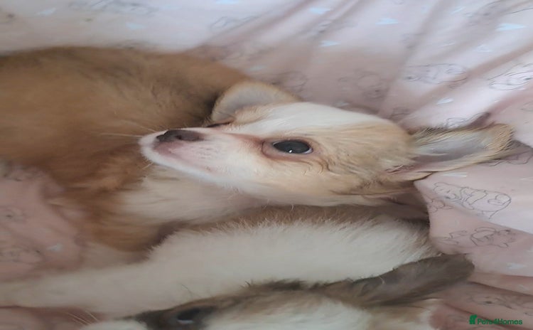 Chihuahua dogs - Advert 5