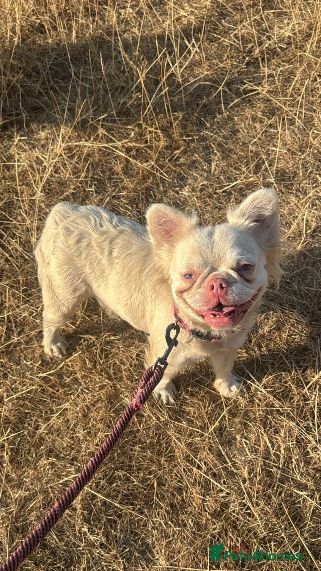 French Bulldog dogs for sale: Female frenchie  - Advert 1