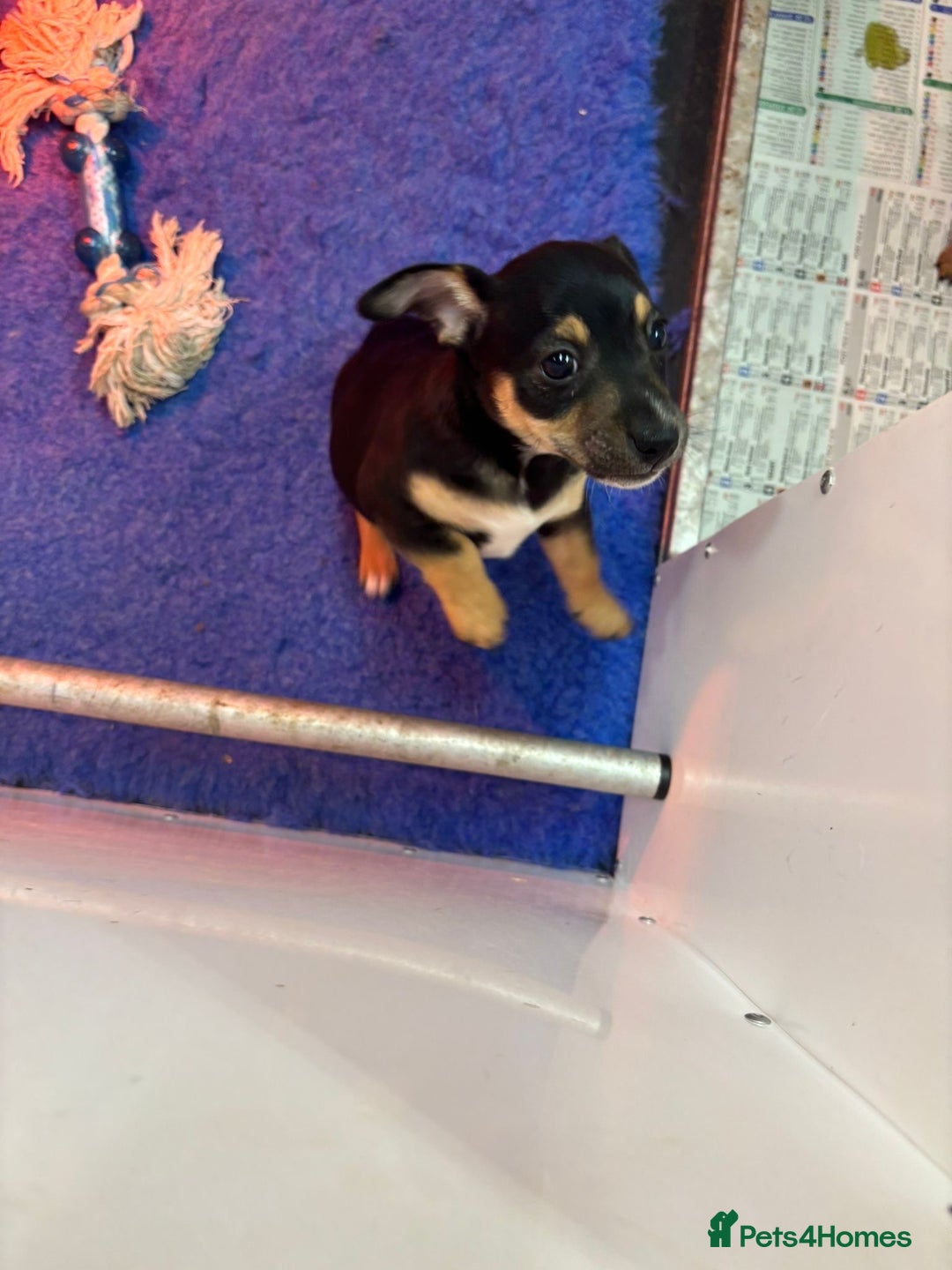 Jack Russell dogs for sale: *last one* Miniature Jack Russell’s  - Advert 9