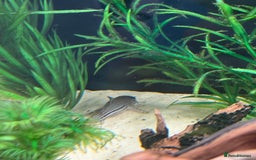 Shrimps fish for sale: Rehome fish - Image 6