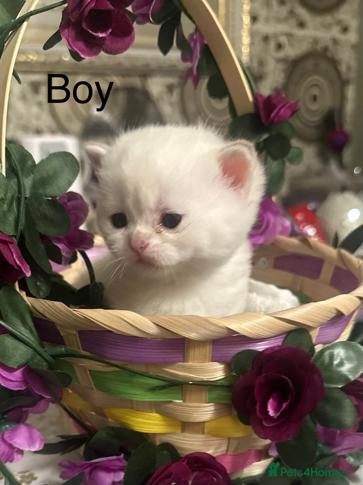 British Shorthair cats Breathtaking beauties 😻😻 - Advert 2