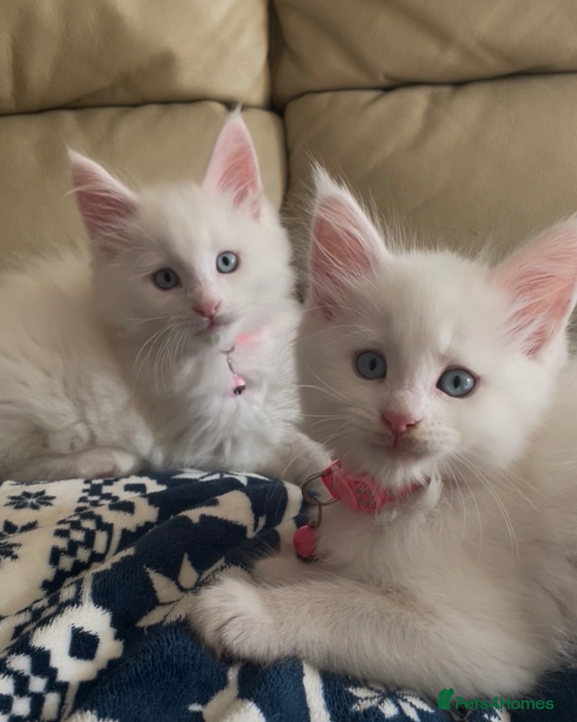 Maine Coon cats Purebred Maine Coons Boys Needing A Loving Home 😻 - Advert 2