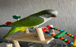 Parrots birds for sale: Quacker parrot  - Image 2