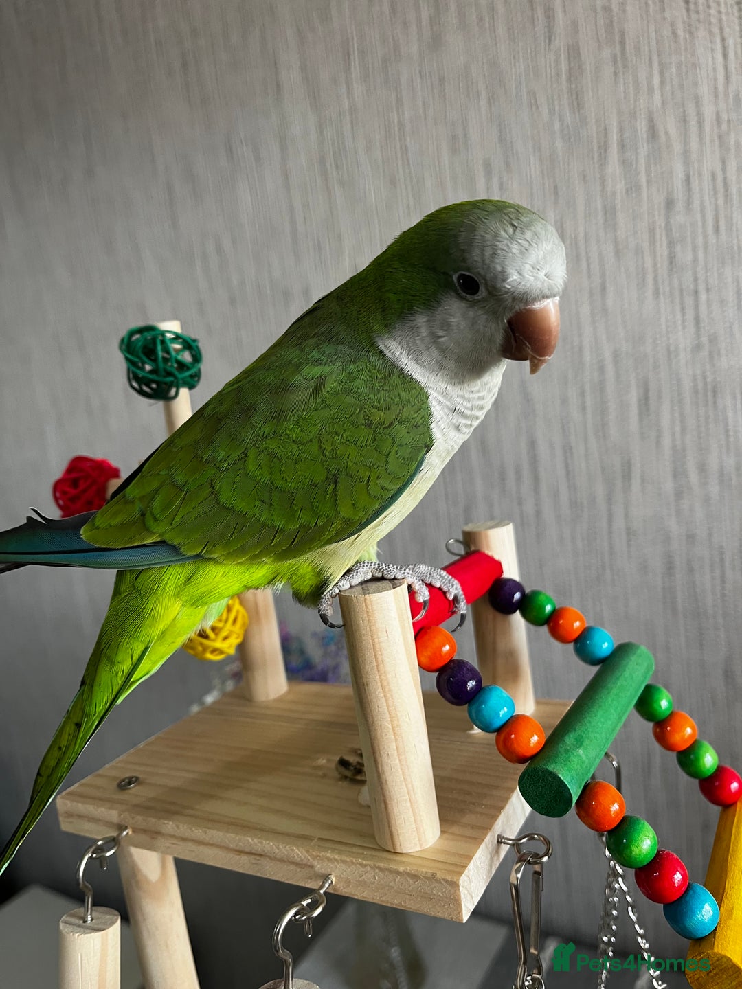 Parrots birds for sale: Quacker parrot  - Image 2