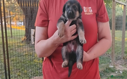 German Shepherd dogs for sale: German Shepherd Puppies For Sale - Image 1