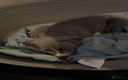 Staffordshire Bull Terrier dogs for sale: Blue  - Image 15