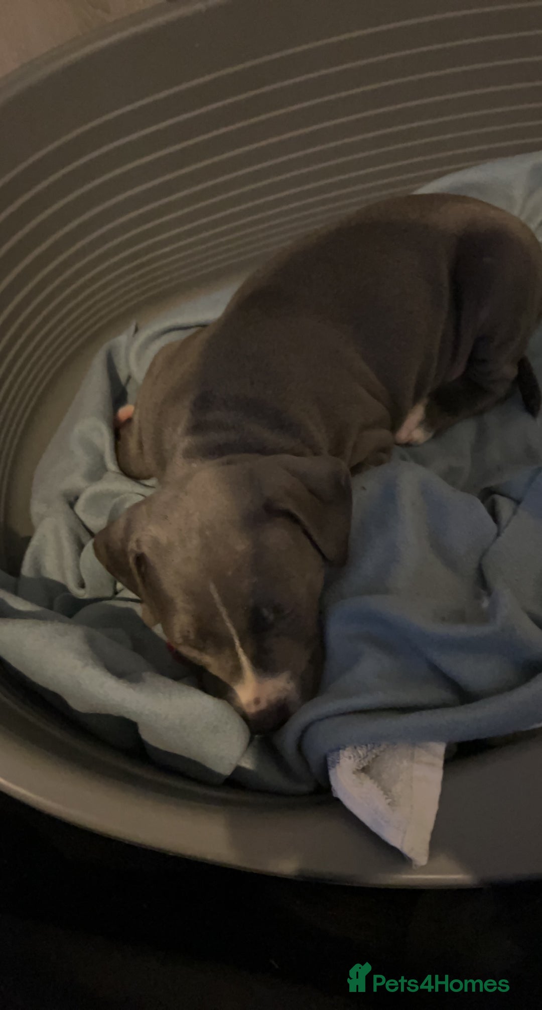 Staffordshire Bull Terrier dogs for sale: Blue  - Image 15