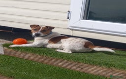 Jack Russell dogs for stud: proven small jackrussell boy for stud only  in Sheerness - Image 3