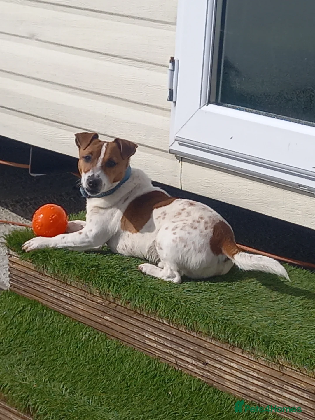 Jack Russell dogs for stud: proven small jackrussell boy for stud only  in Sheerness - Advert 3