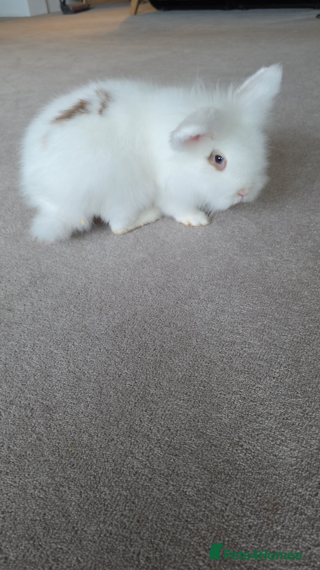 Lionhead rabbits for sale: Friendly male rabbit 😍 perfect for  **   - Advert 3