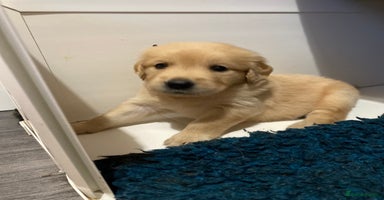Golden Retriever dogs - Advert 1