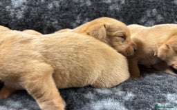 Labrador Retriever dogs for sale: KC Registered Yellow/Fox Red Labradors - Image 4