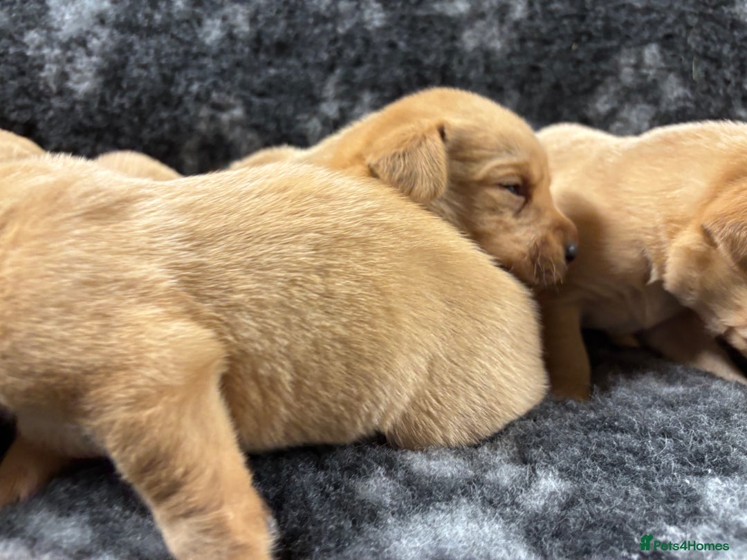 Labrador Retriever dogs for sale: KC Registered Yellow/Fox Red Labradors - Image 4