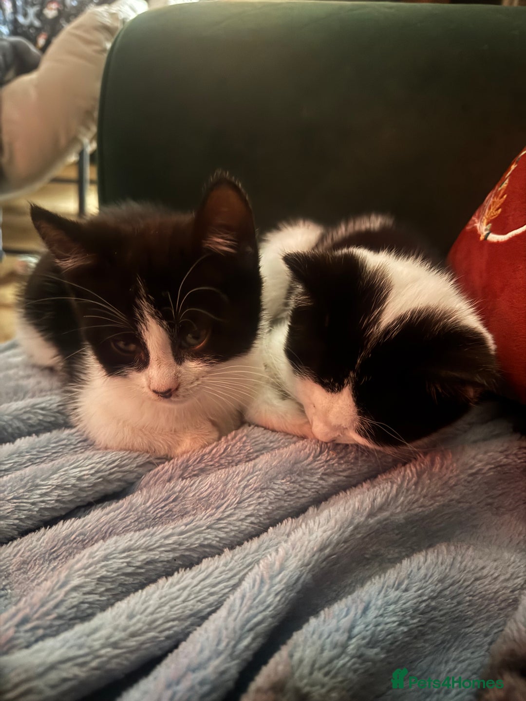 Mixed Breed cats for sale: 3 kittens looking for forever homes  - Image 15