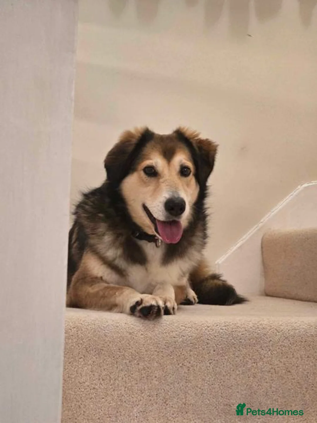 Mixed Breed dogs for adoption: Jewel is looking for her forever family! - Advert 13