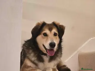 Mixed Breed dogs Jewel is looking for her forever family! - Advert 17