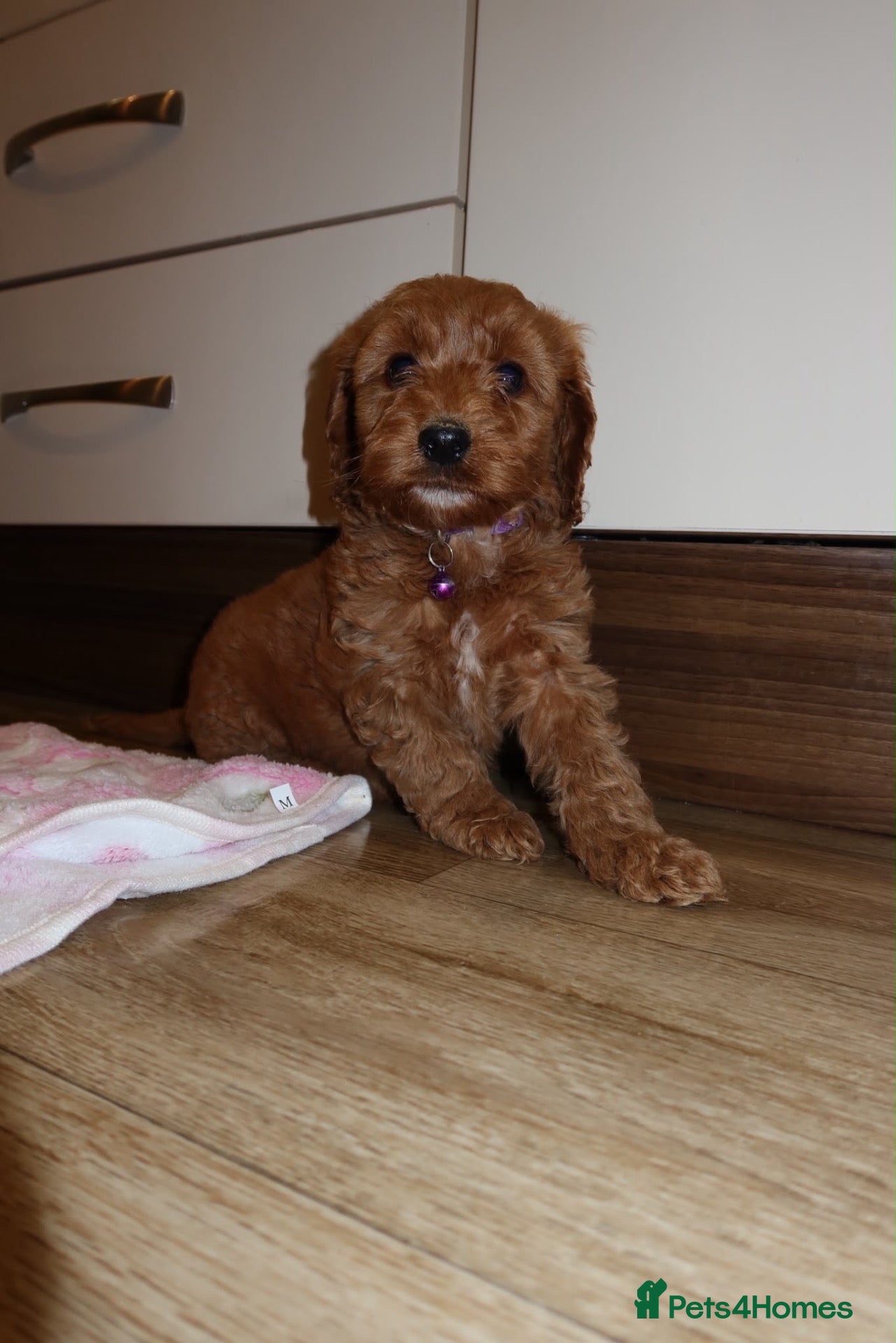 Cockapoo dogs Red cockapoo puppies  - Advert 2