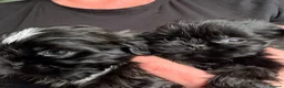 Shih Tzu dogs for sale: Beautiful pure Shih Tzu puppies  - Advert 5