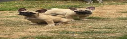 French Bulldog dogs for sale: Female fawn coat and a black mask. - Advert 9