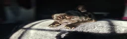 French Bulldog dogs for stud: My name is Nyra - Advert 6